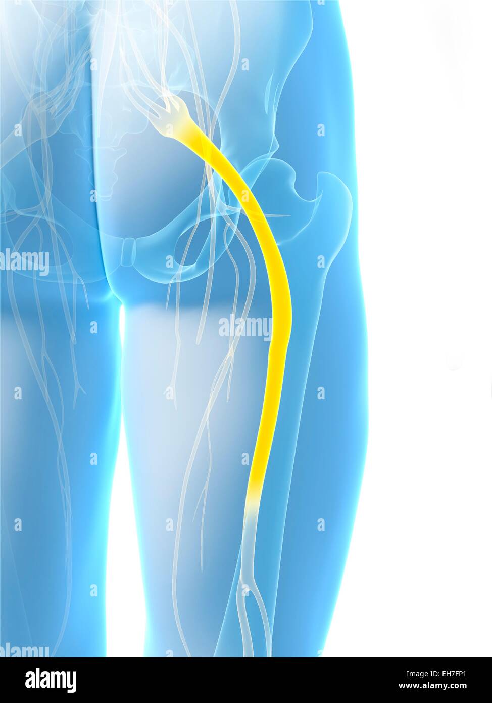 Der Ischiasnerv, artwork Stockfoto