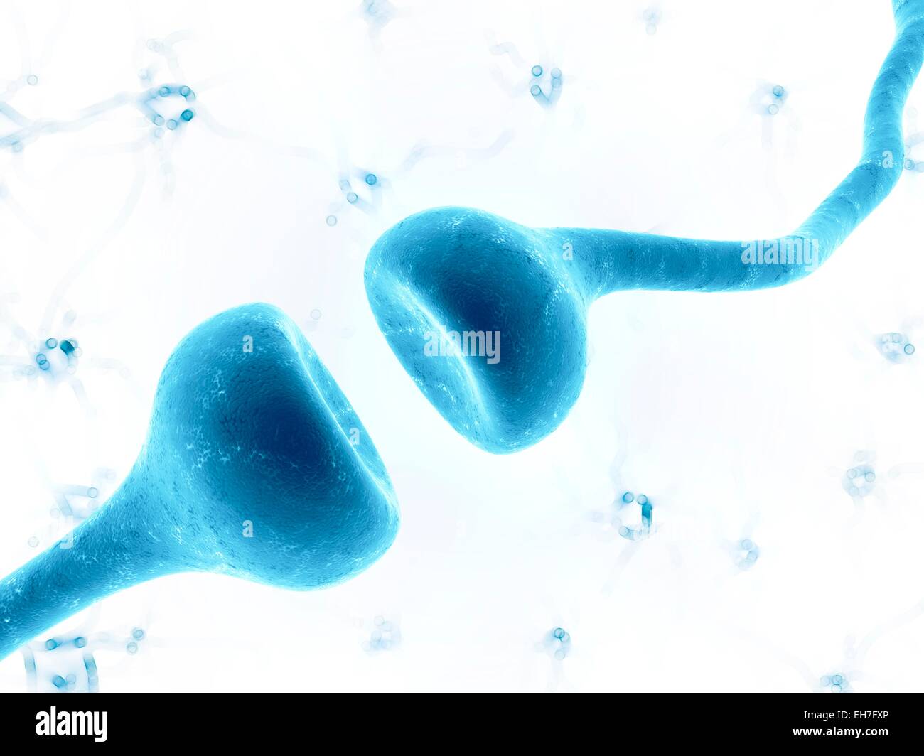 Menschliche Synapse Stockfotos und bilder Kaufen Alamy