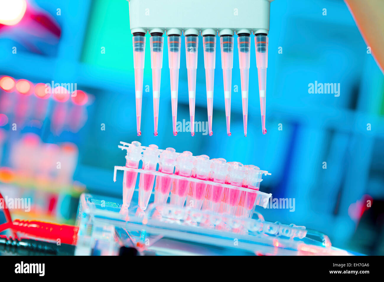 Multi-Pipetten in Mikrobiologielabor verwendet Stockfoto