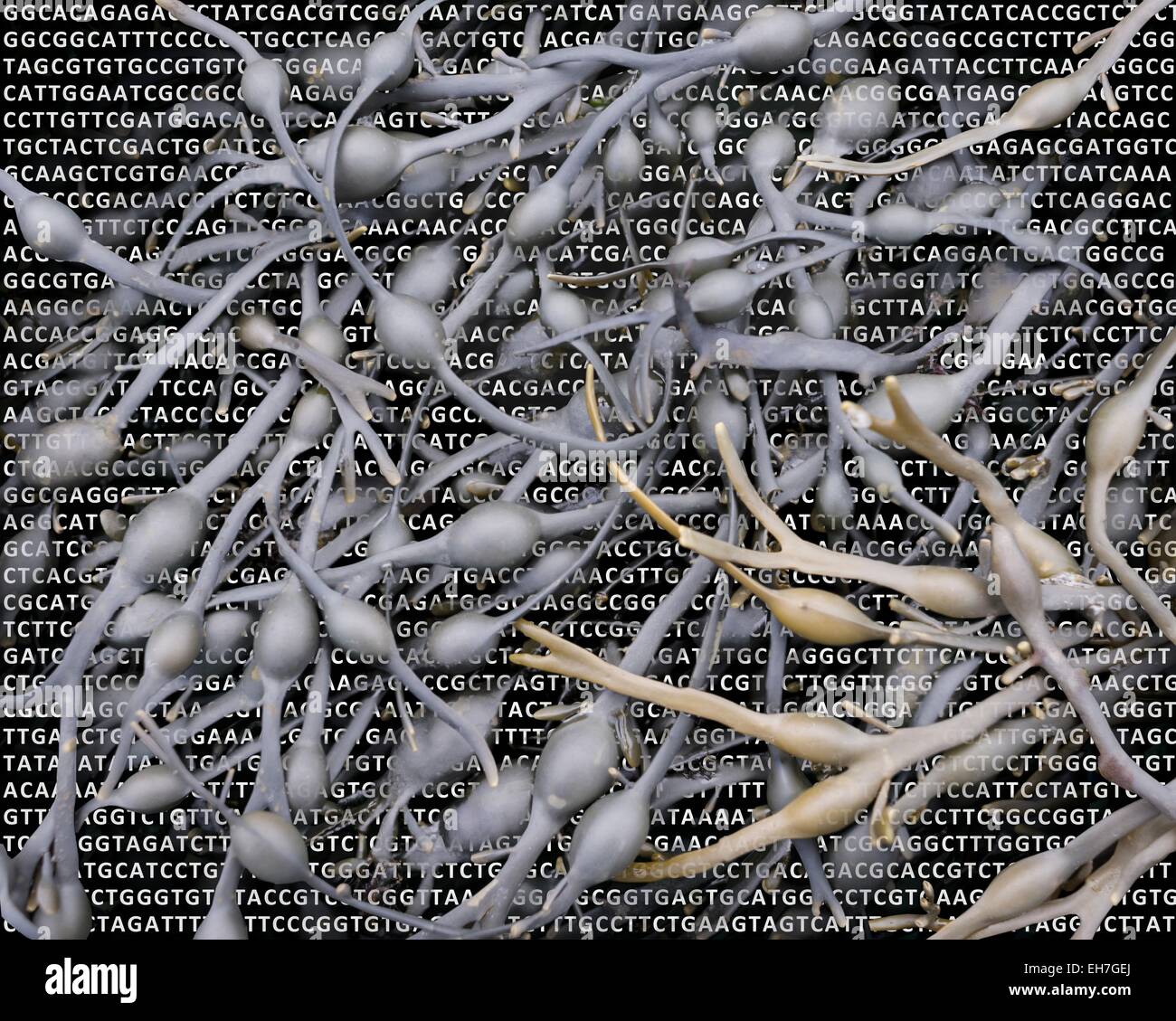 Algen und ihre DNA Stockfoto