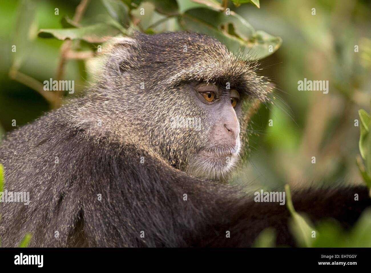 Diademmeerkatze (grüne Mitis) Stockfoto