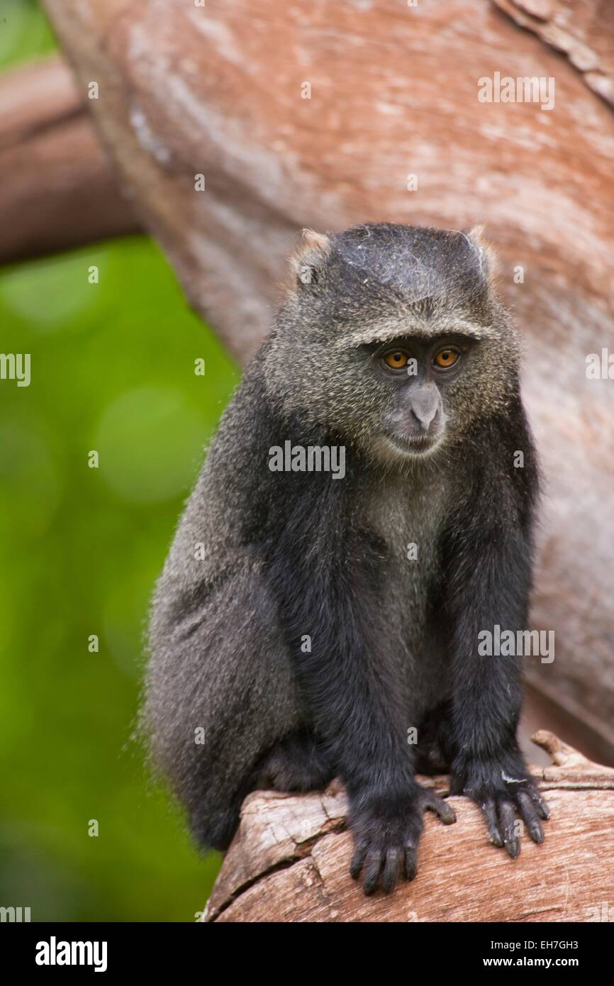 Diademmeerkatze (grüne Mitis) Stockfoto