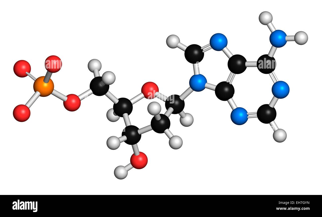 Deoxyadenosine Monophosphate Molekül Stockfoto
