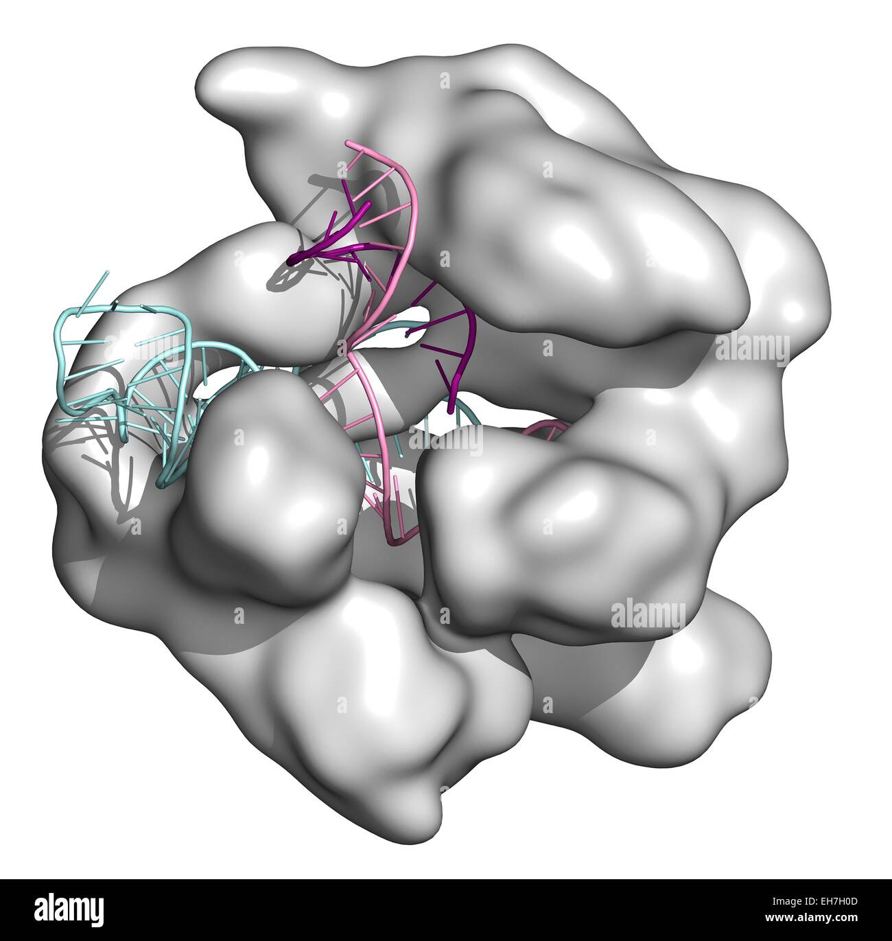 Bearbeitung komplexer CRISPR-CAS9-gen Stockfoto