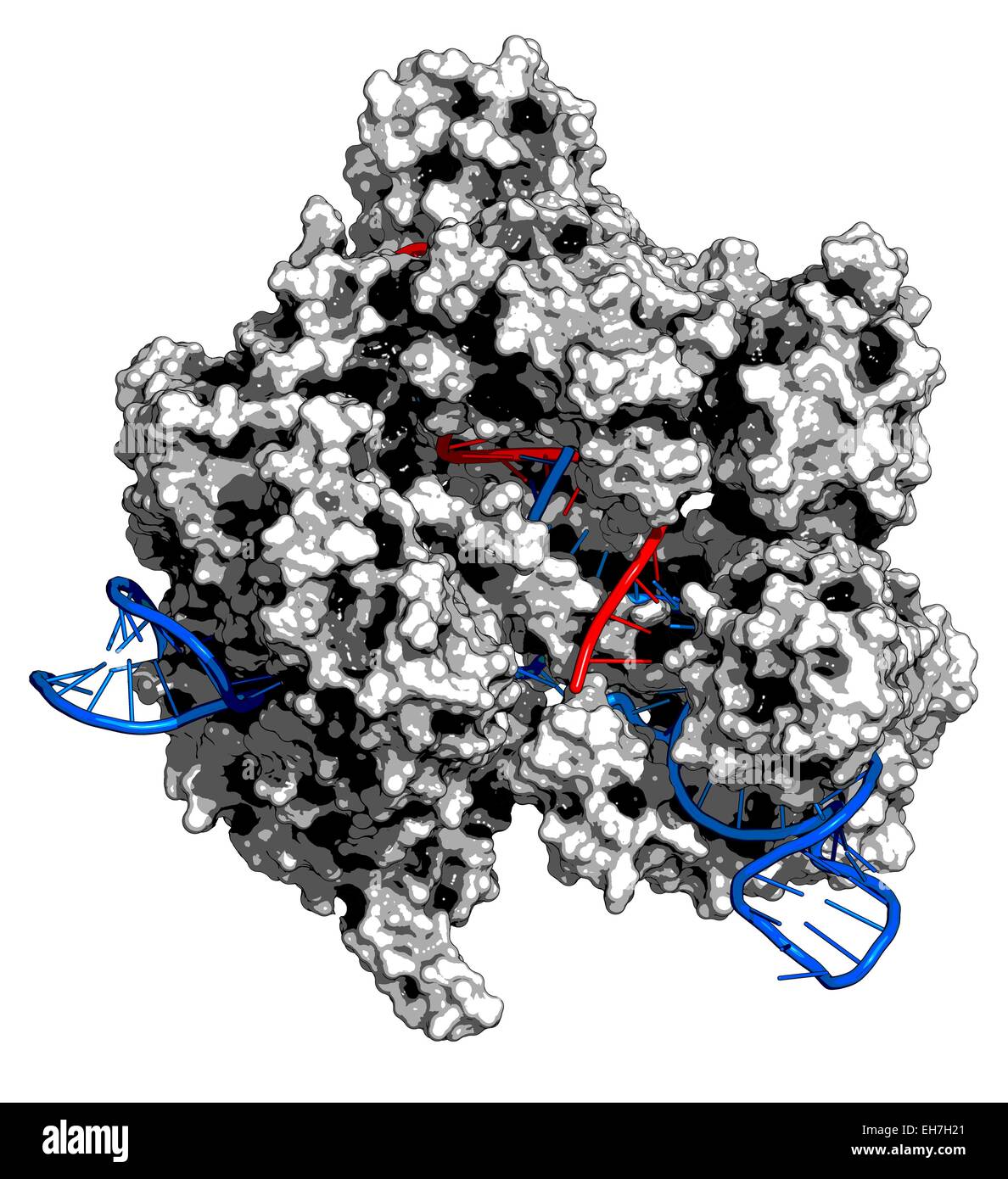 Bearbeitung komplexer CRISPR-CAS9-gen Stockfoto