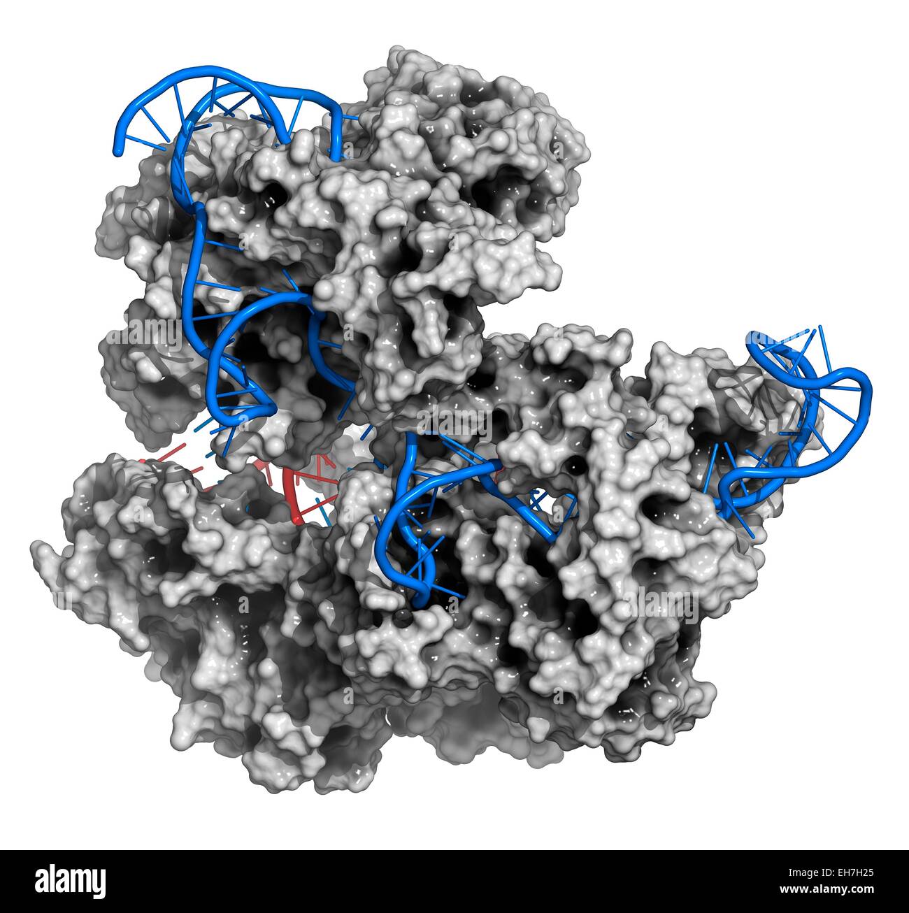 Bearbeitung komplexer CRISPR-CAS9-gen Stockfoto