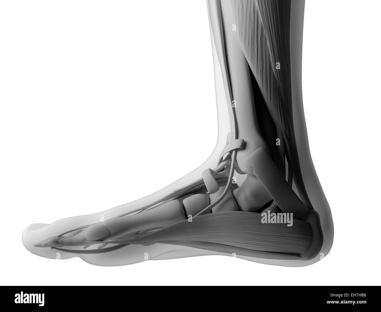 Anatomie des menschlichen Fußes, Abbildung Stockfotografie - Alamy
