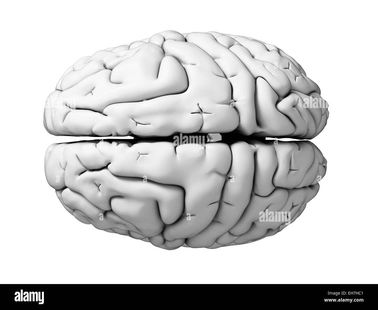 Menschliche Gehirn, Abbildung Stockfoto