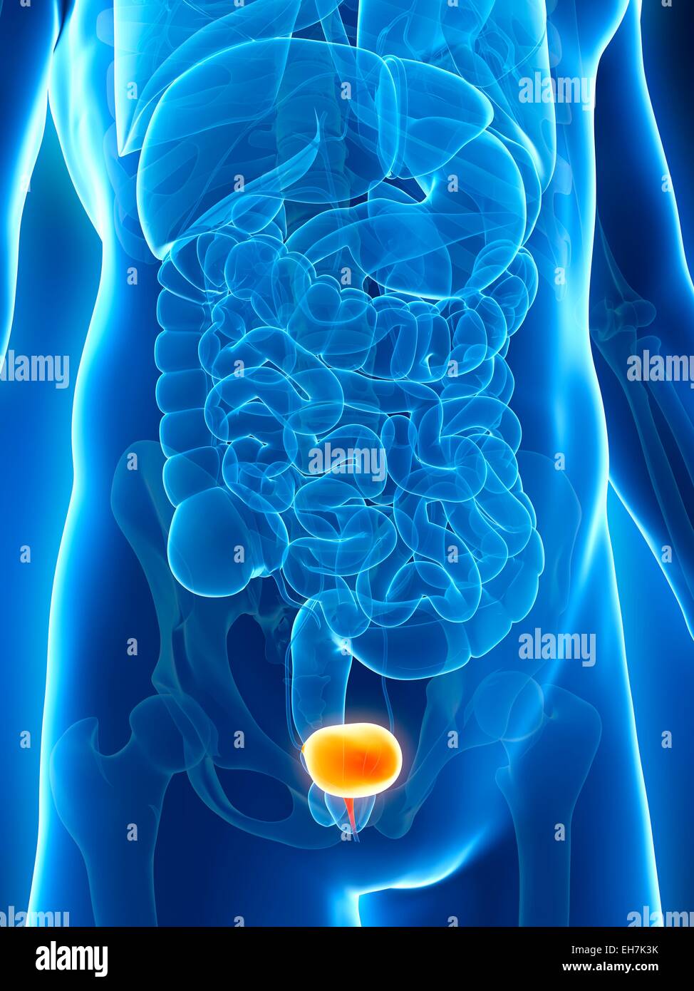 Human Bladder Computer Illustration Stockfotos und