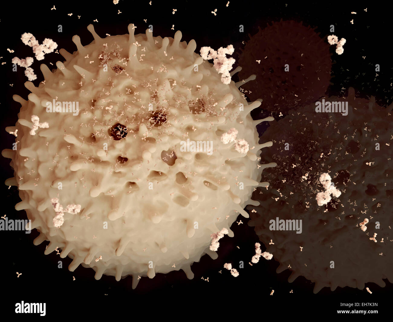 Plasma-Zellen und Antikörper, Abbildung Stockfoto