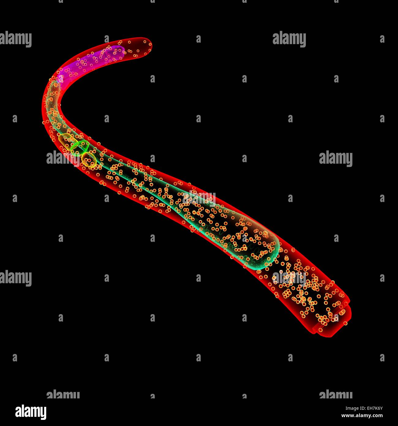 Nematoden Wurm, Abbildung Stockfoto
