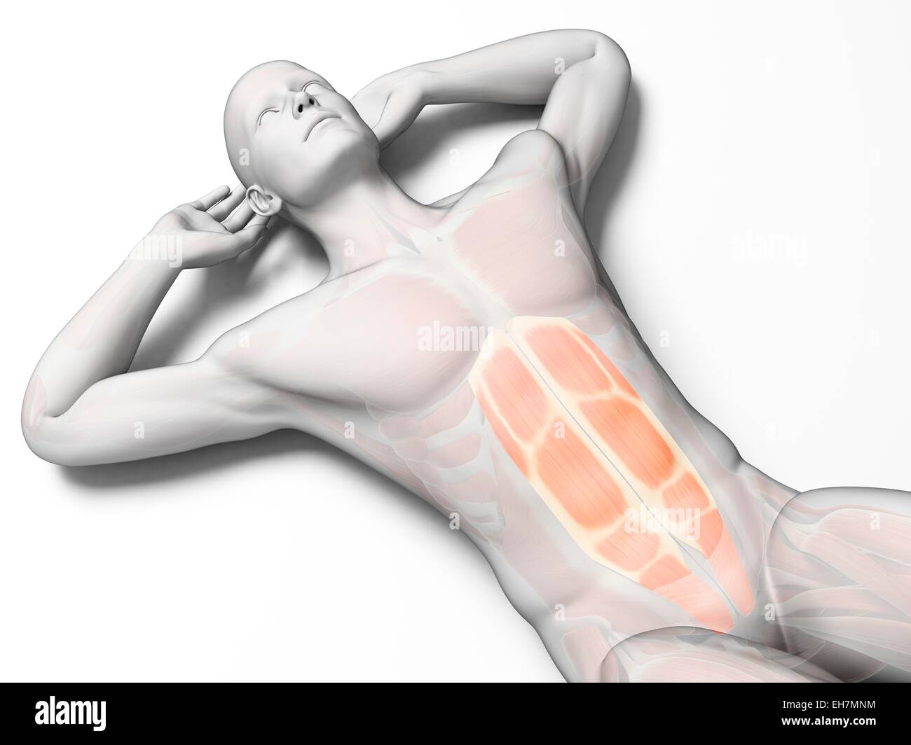 Bauchmuskeln, Abbildung Stockfoto