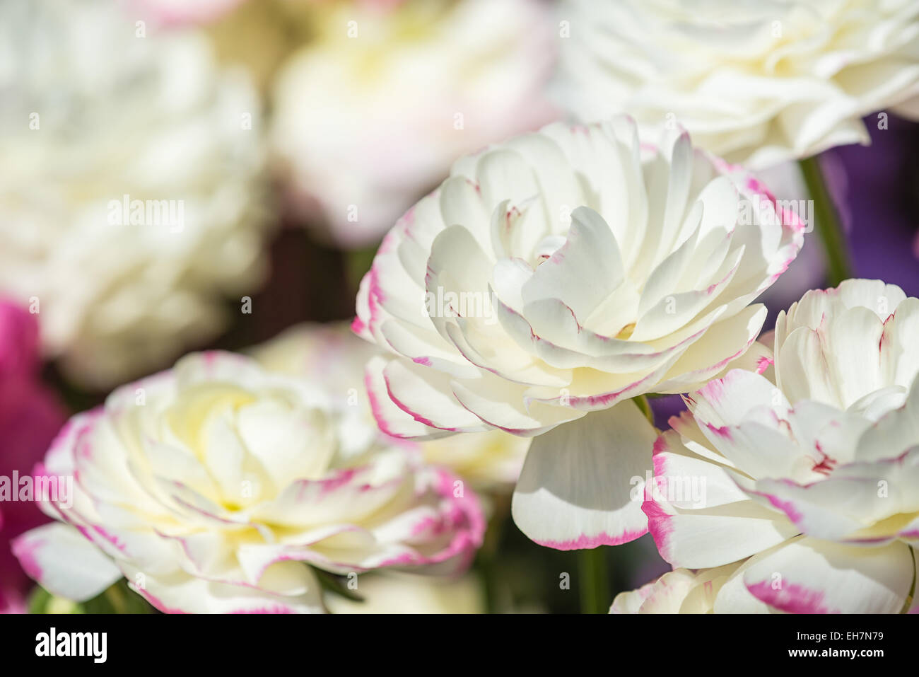 Weiß-rosa Ranunkeln Blumen blühen im Frühjahr Stockfoto