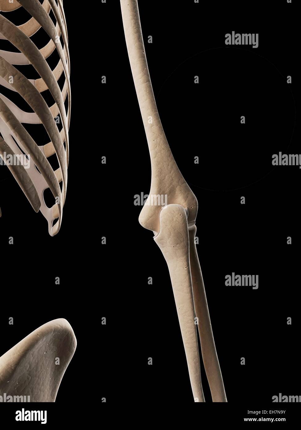 Menschliches Skelett-System, Abbildung Stockfoto