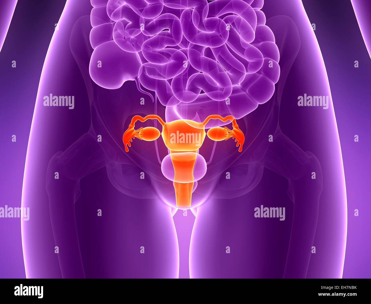 Anatomie der menschlichen Gebärmutter, Abbildung Stockfotografie Alamy