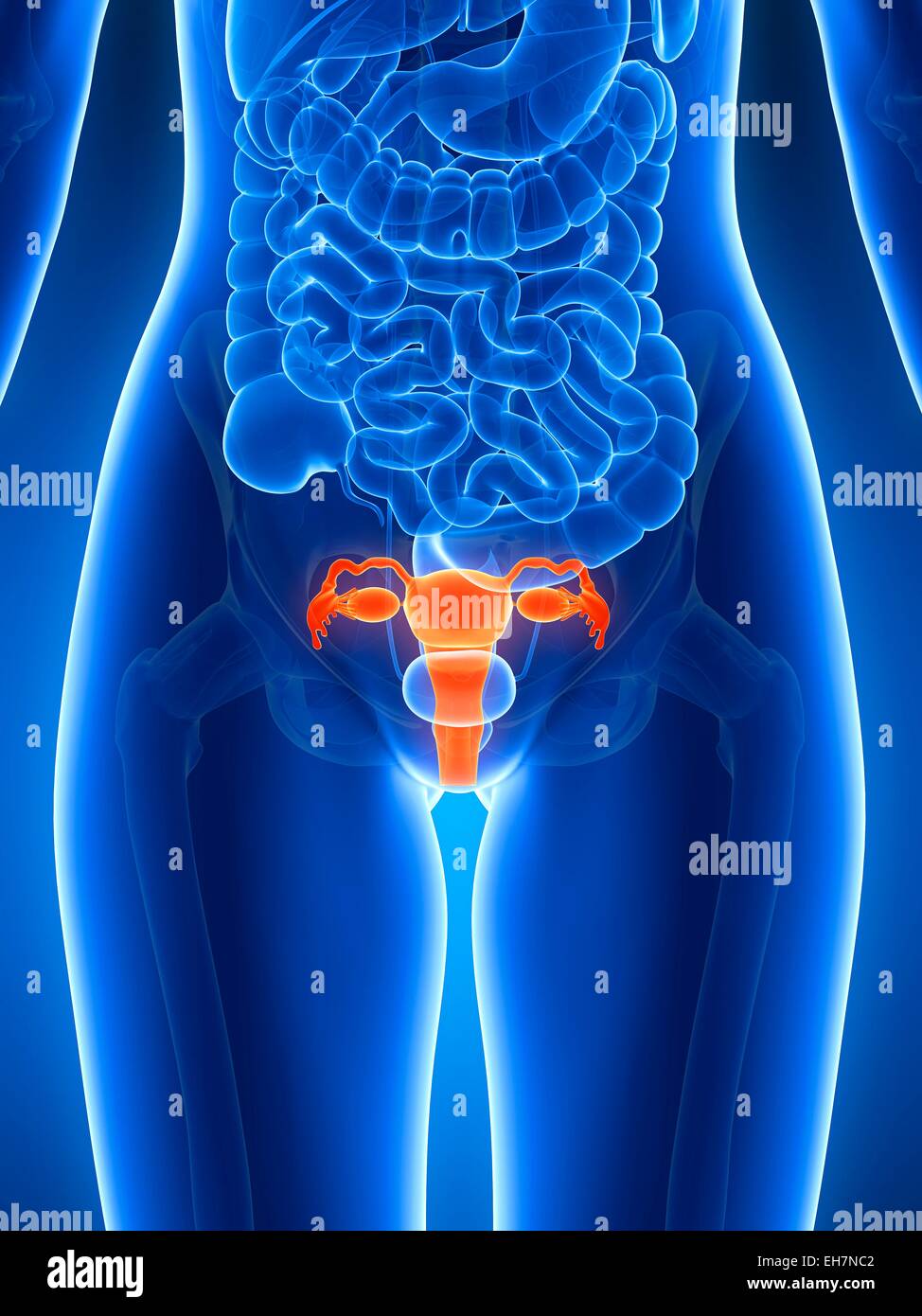 Anatomie der menschlichen Gebärmutter, Abbildung Stockfotografie - Alamy