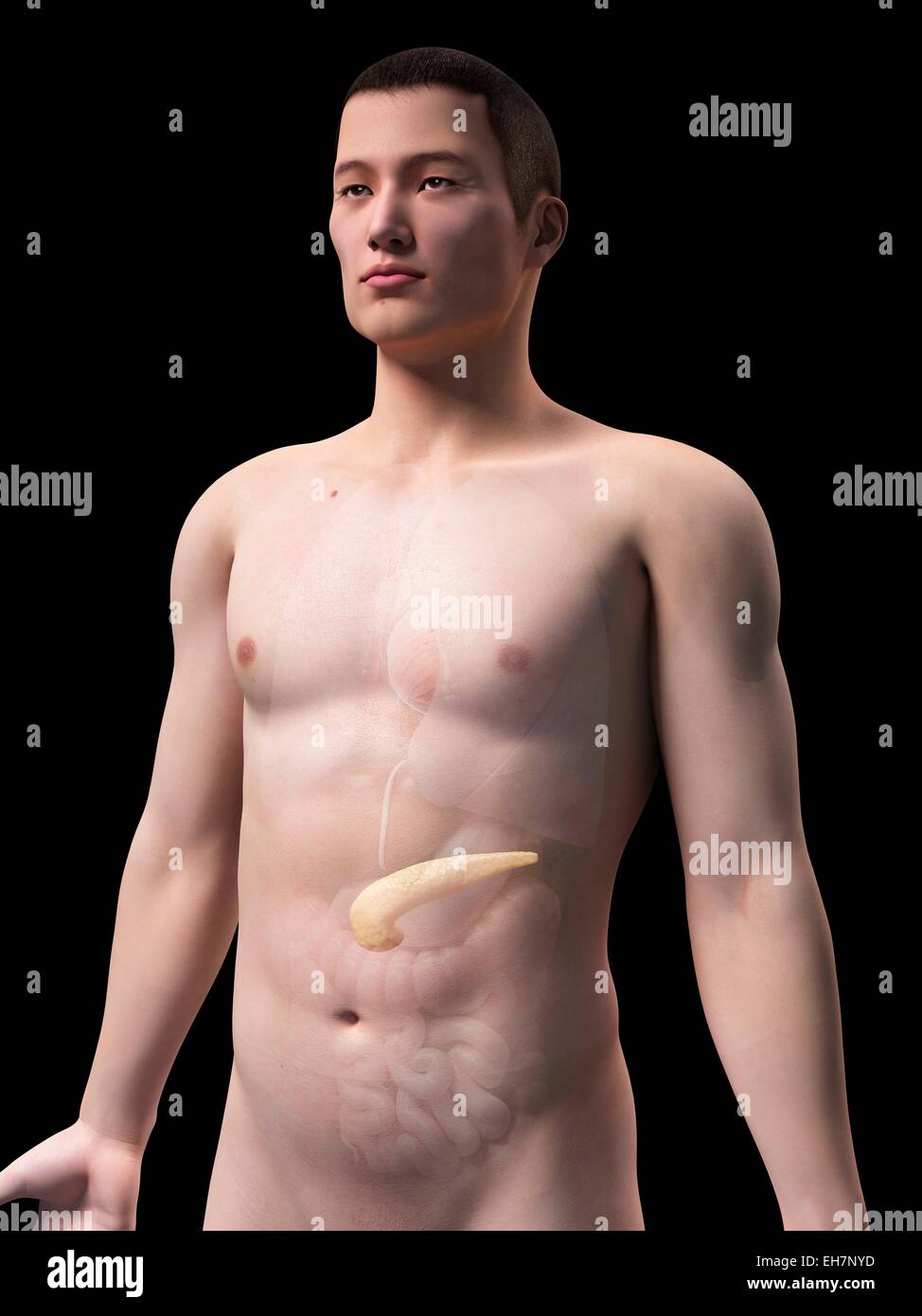 Menschlichen Bauchspeicheldrüse, Abbildung Stockfoto