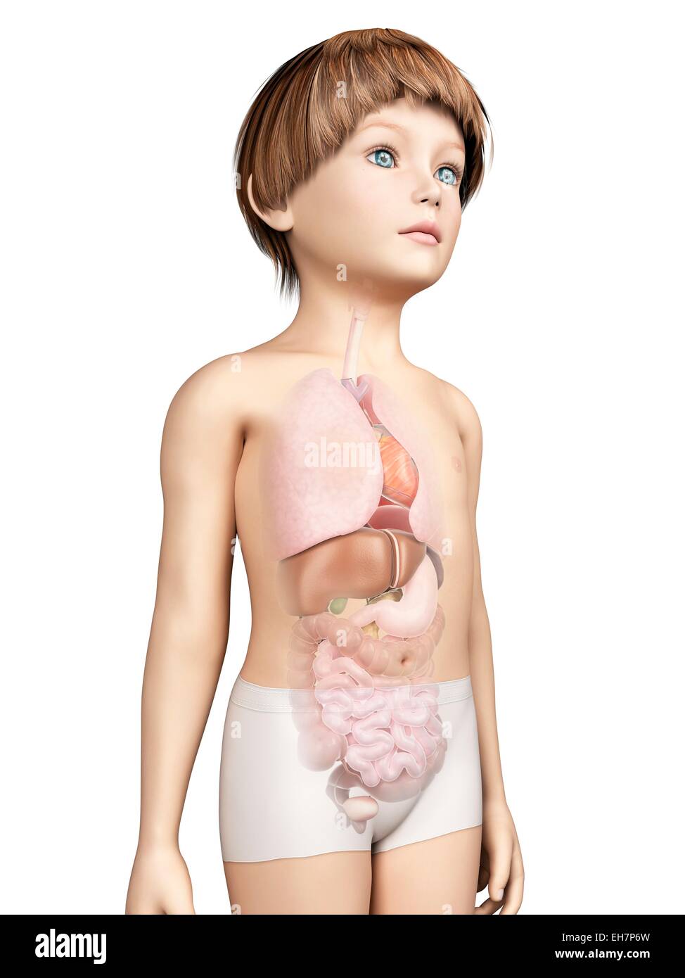 Inneren Organe des jungen, Abbildung Stockfotografie Alamy