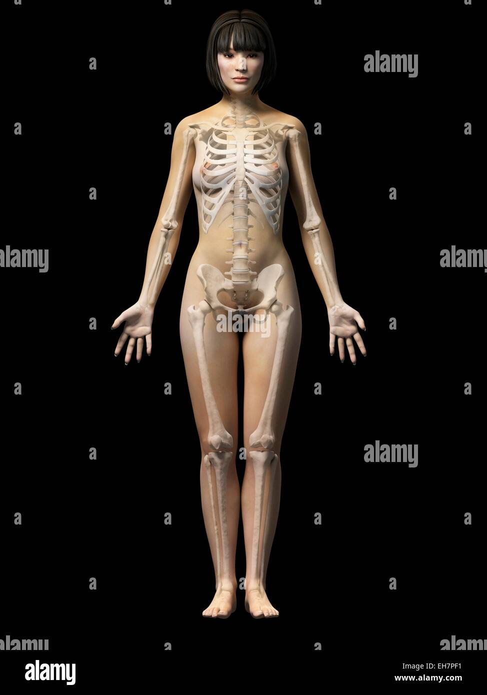 Weiblichen Skelett-System, Abbildung Stockfoto