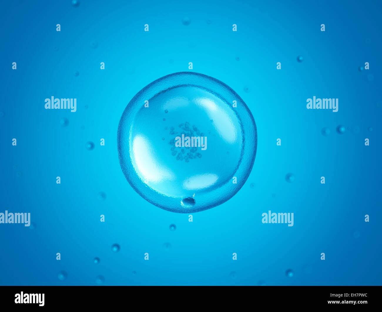 Menschliche Zelle, Abbildung Stockfoto