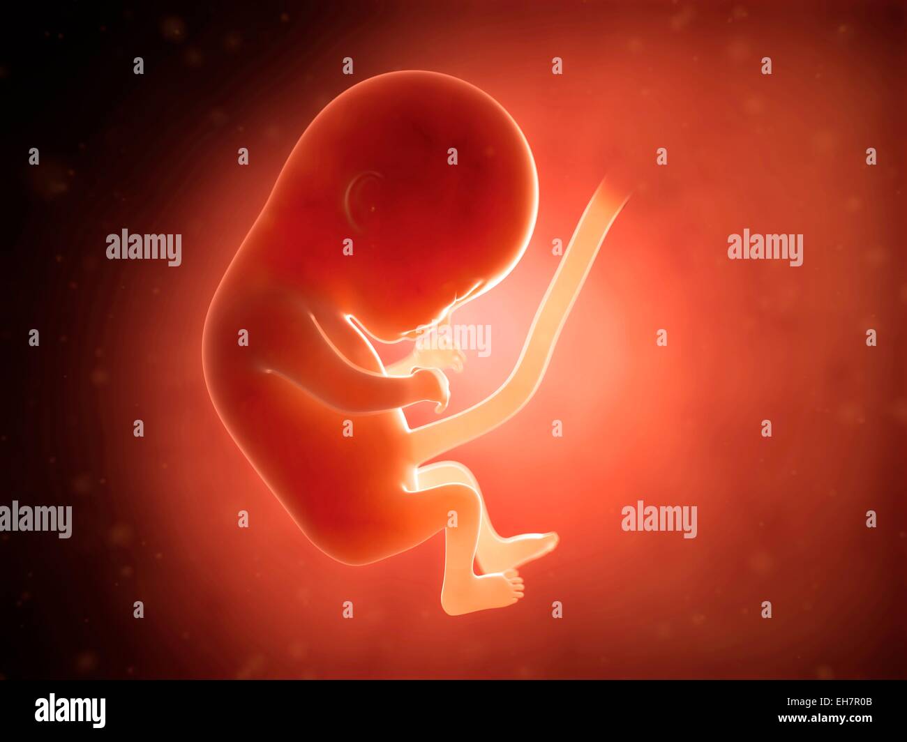 Menschlichen Fötus mit 4 Monaten, Abbildung Stockfoto