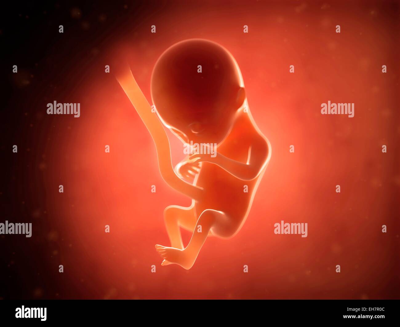 Menschlichen Fötus mit 4 Monaten, Abbildung Stockfoto