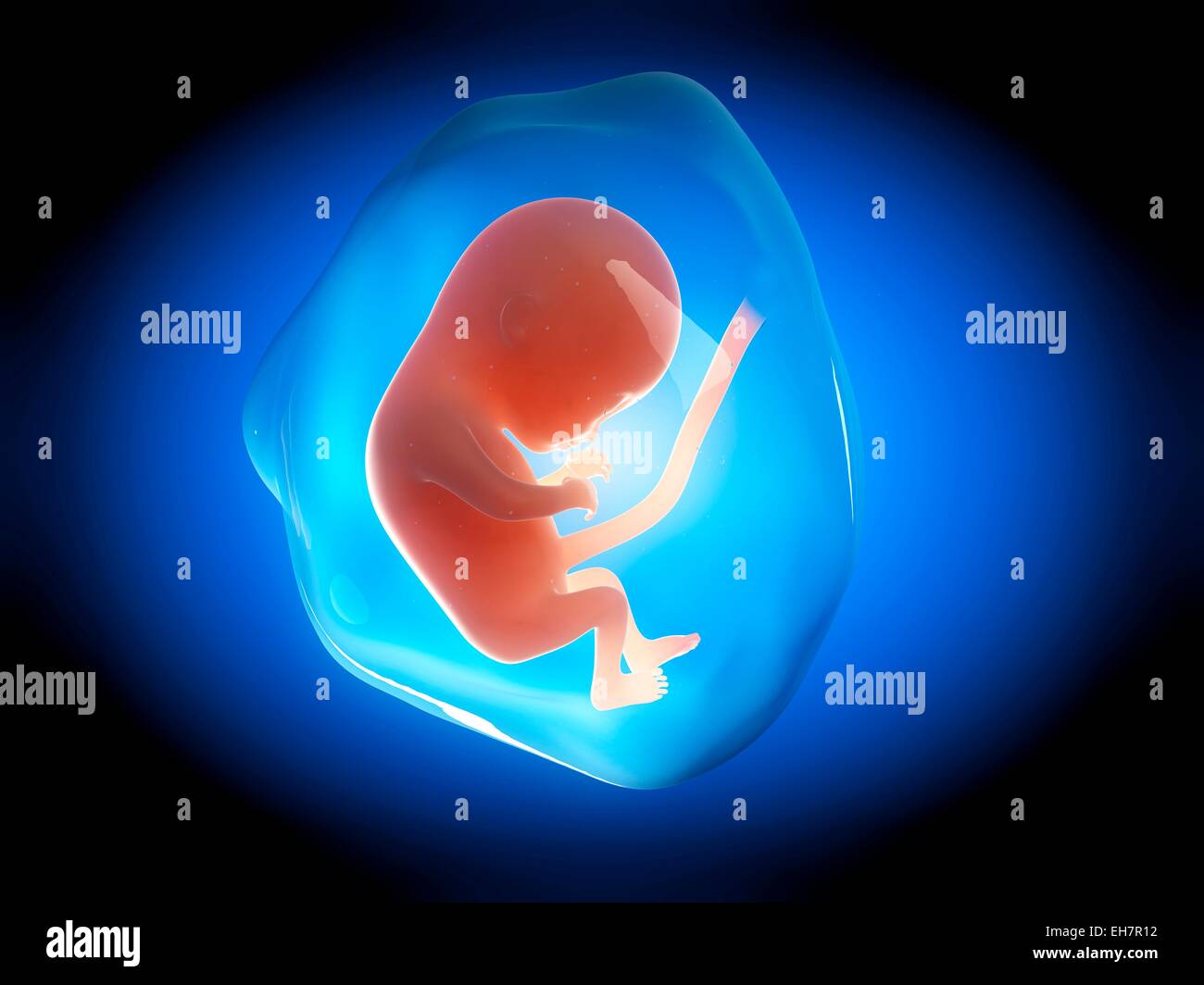 Menschlichen Fötus mit 4 Monaten, Abbildung Stockfoto