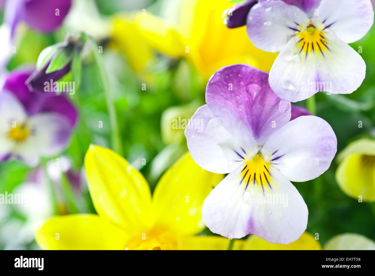 Violetten und gelben Stiefmütterchen nach dem Regen. Stockfoto