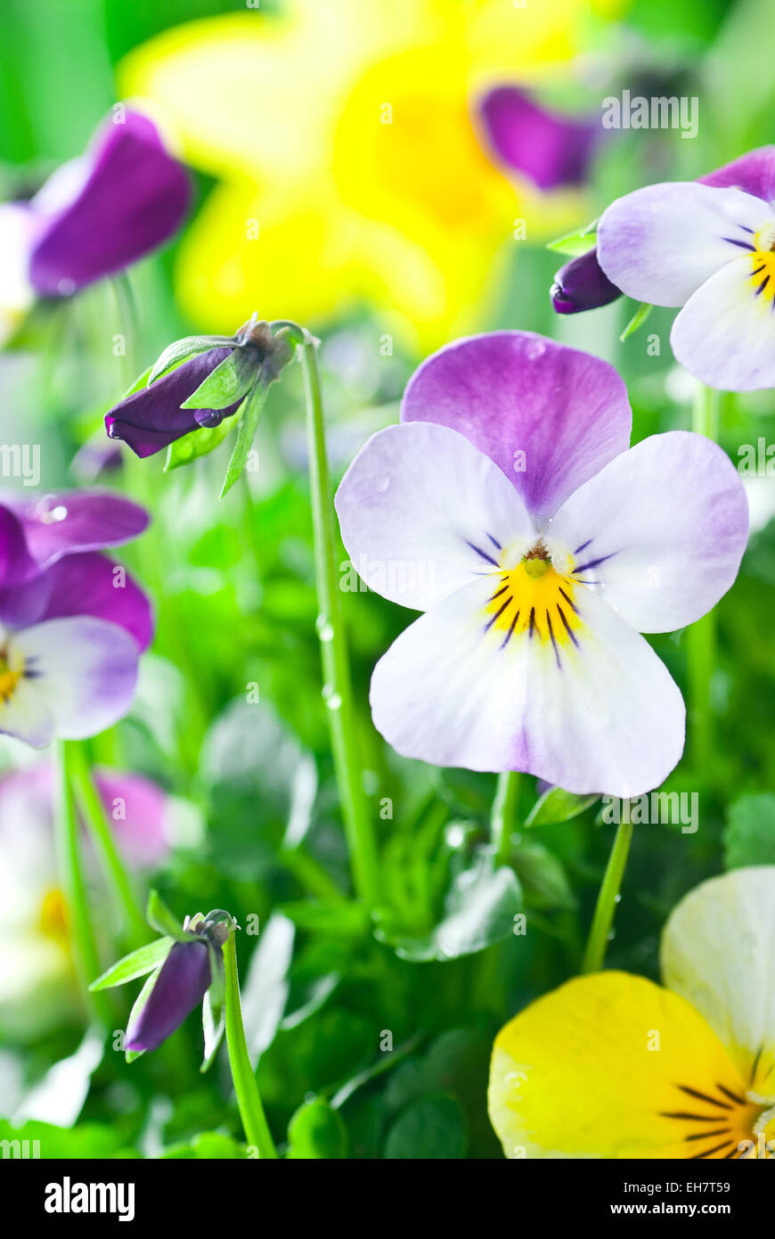 Violetten und gelben Stiefmütterchen nach dem Regen. Stockfoto