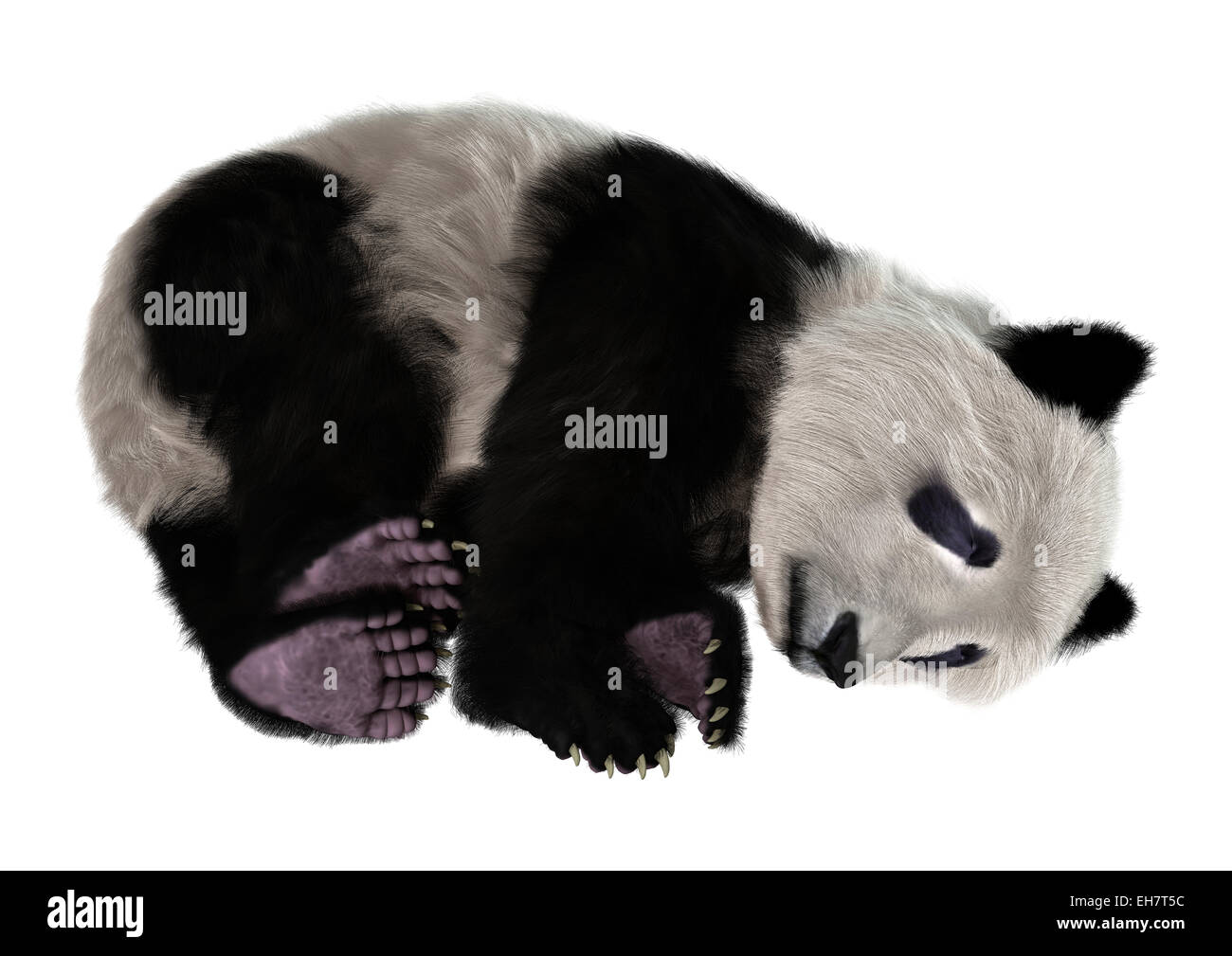 Digitale 3D Rendern eines niedlichen Panda Bären isoliert auf weißem Hintergrund Stockfoto