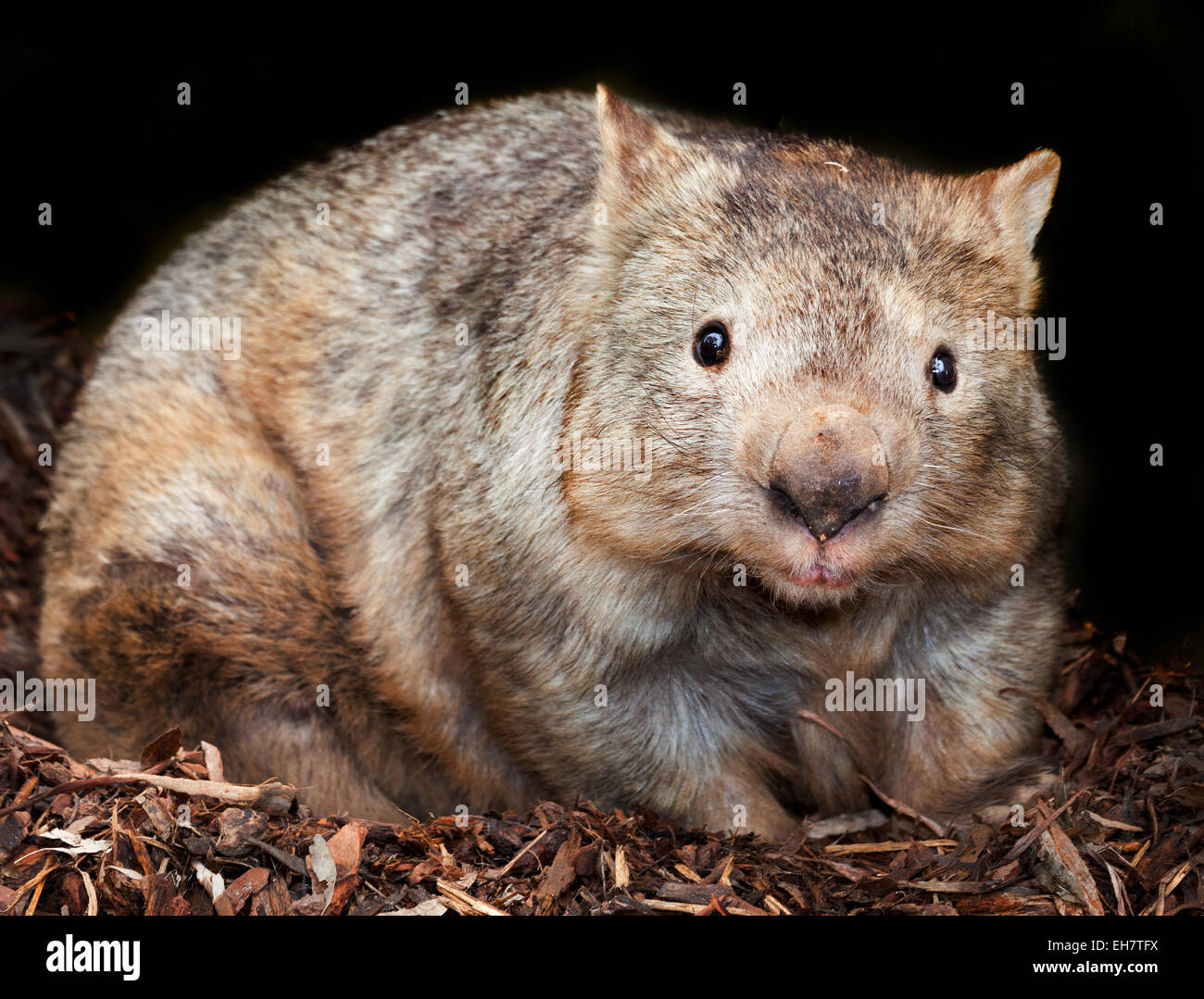 behaarte knallharte wombat Stockfoto