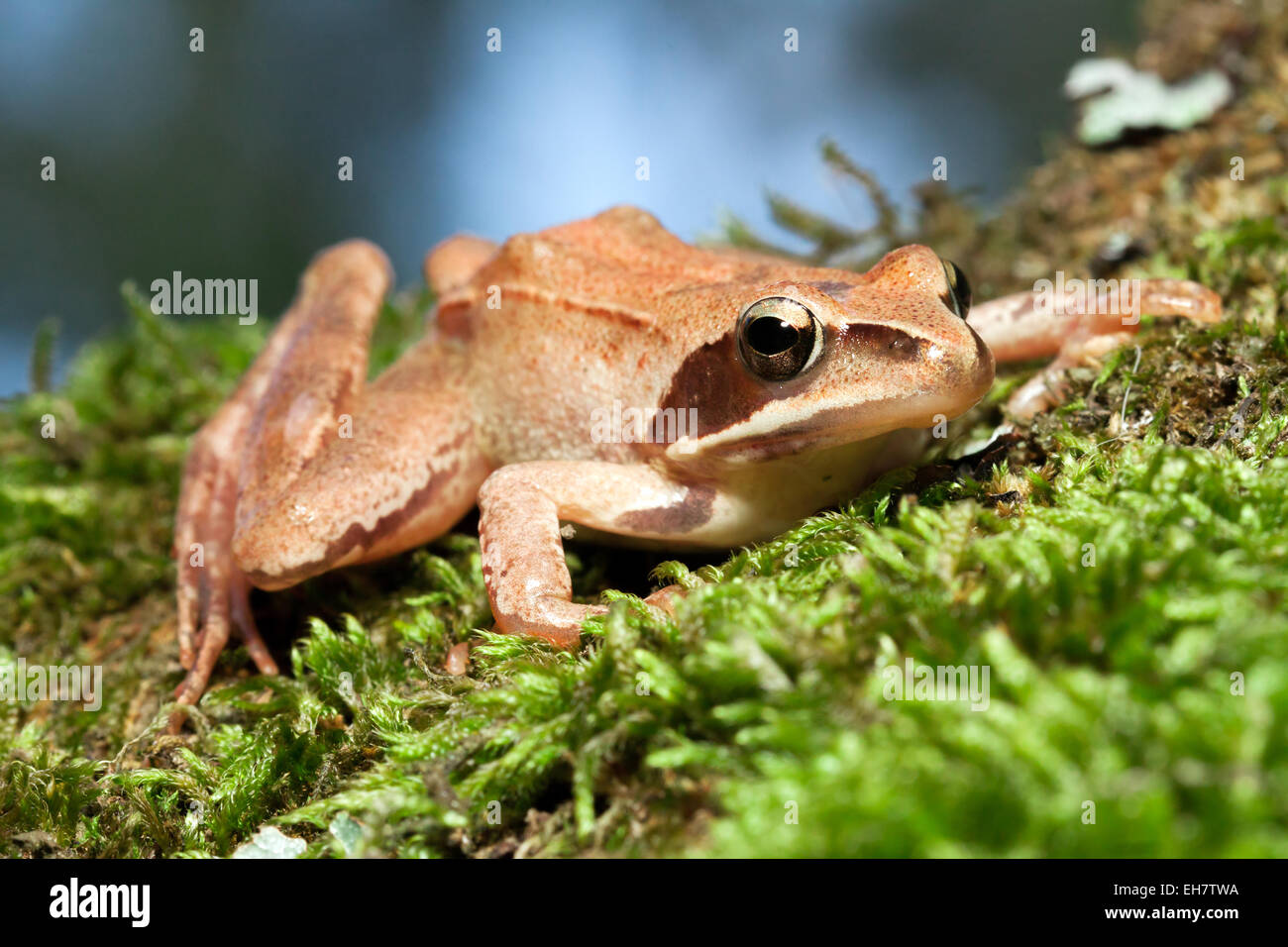 Rana Temporaria - brauner Frosch auf grünes Moos Stockfoto