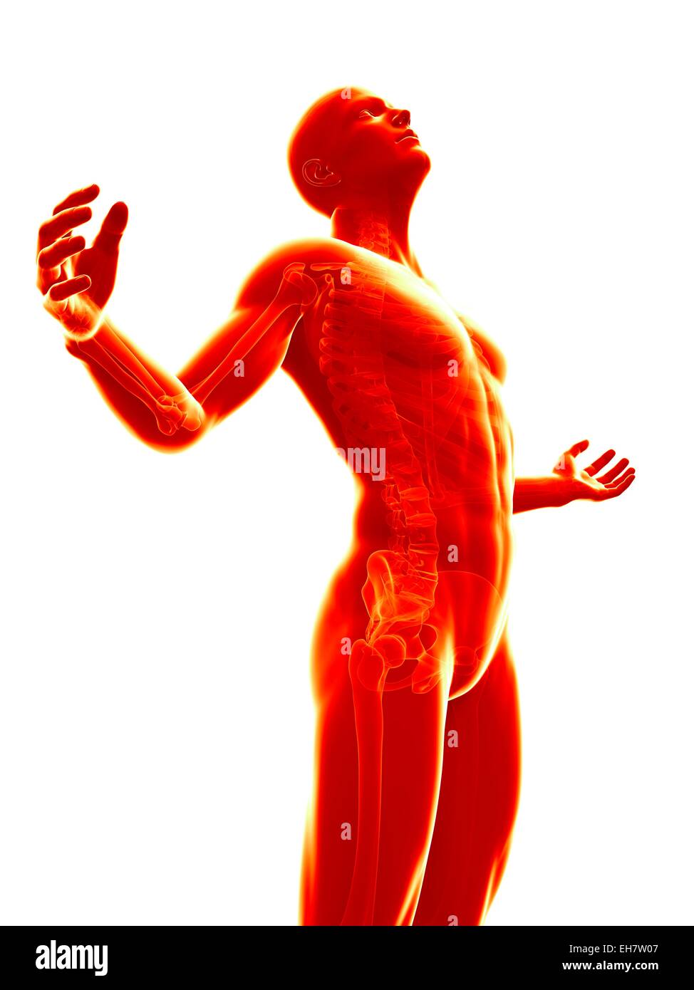 Menschliches Skelett-System, Abbildung Stockfoto