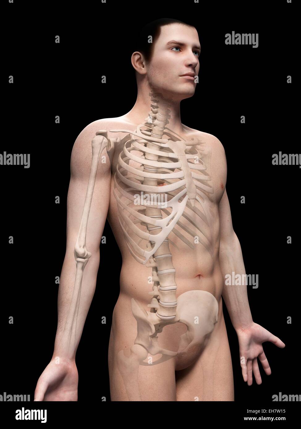 Männlich-Skelett-System, Abbildung Stockfoto