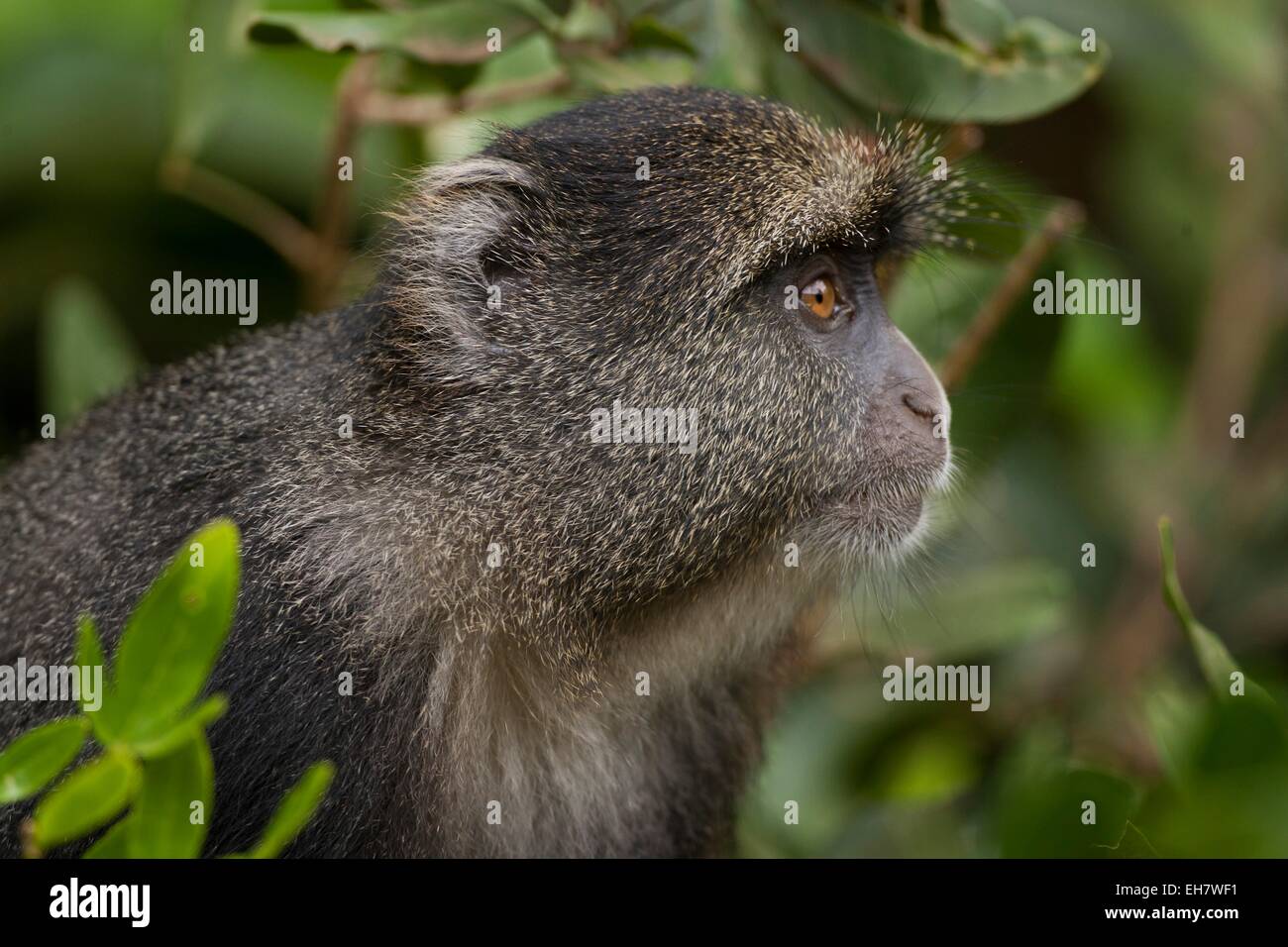 Diademmeerkatze (grüne Mitis) Stockfoto