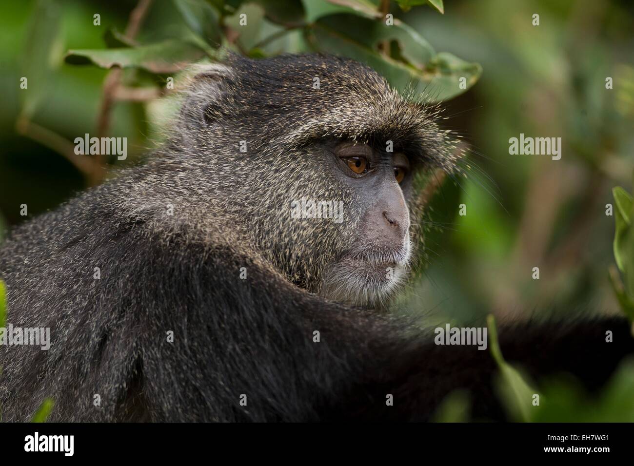 Diademmeerkatze (grüne Mitis) Stockfoto