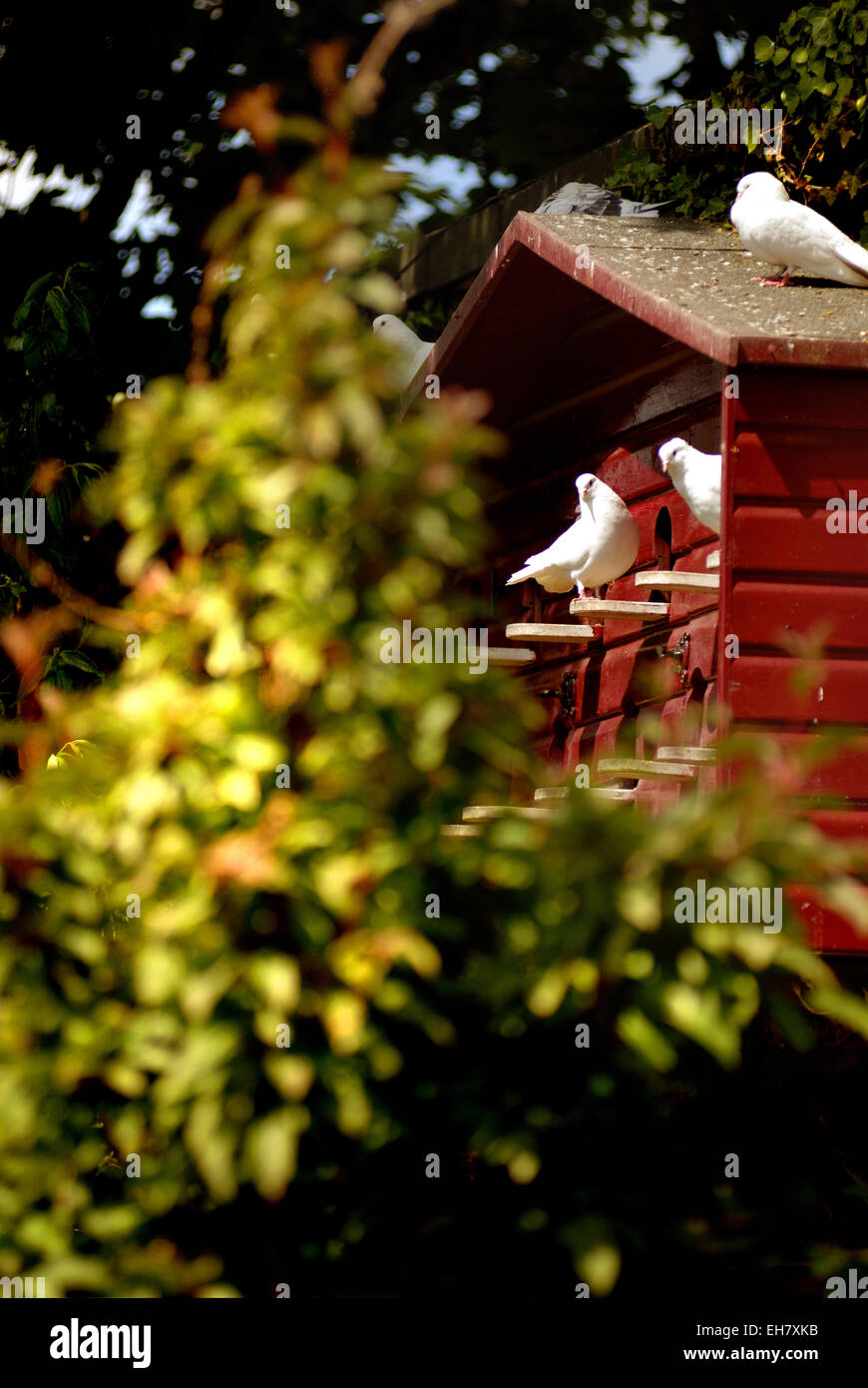 Taubenschlag, Alnwick Garden Stockfoto