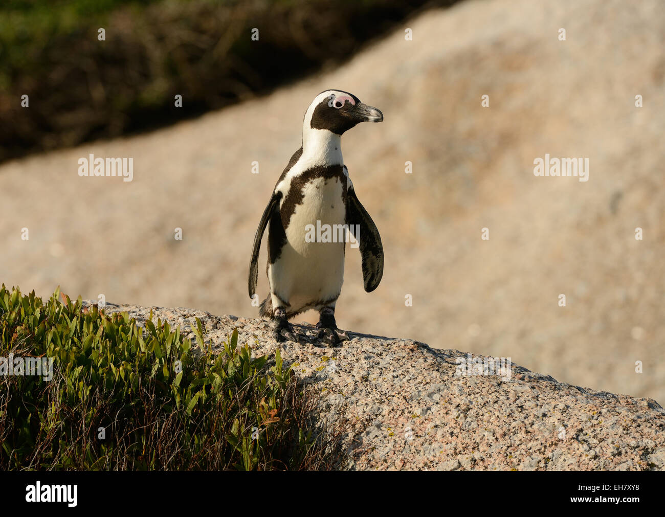 Afrikanische Pinguin (Spheniscus Demersus) auf dem Weg, an einem Strand in der Nähe von Kapstadt in Südafrika. Stockfoto