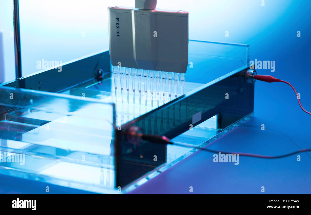 DNA-Proben Stockfoto