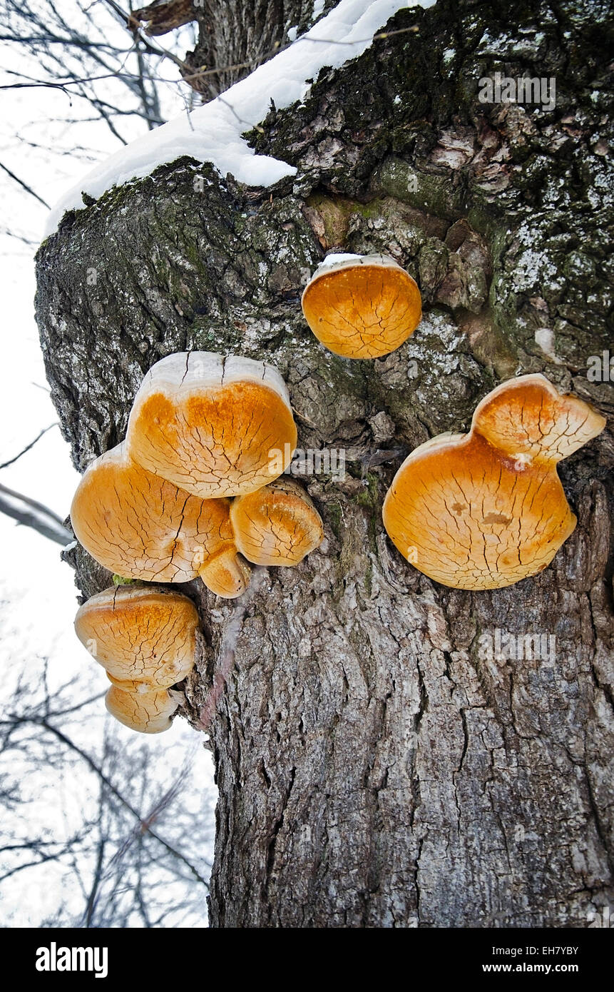 Gruppe von Zunder Pilze wachsen auf einem Baumstamm Stockfoto