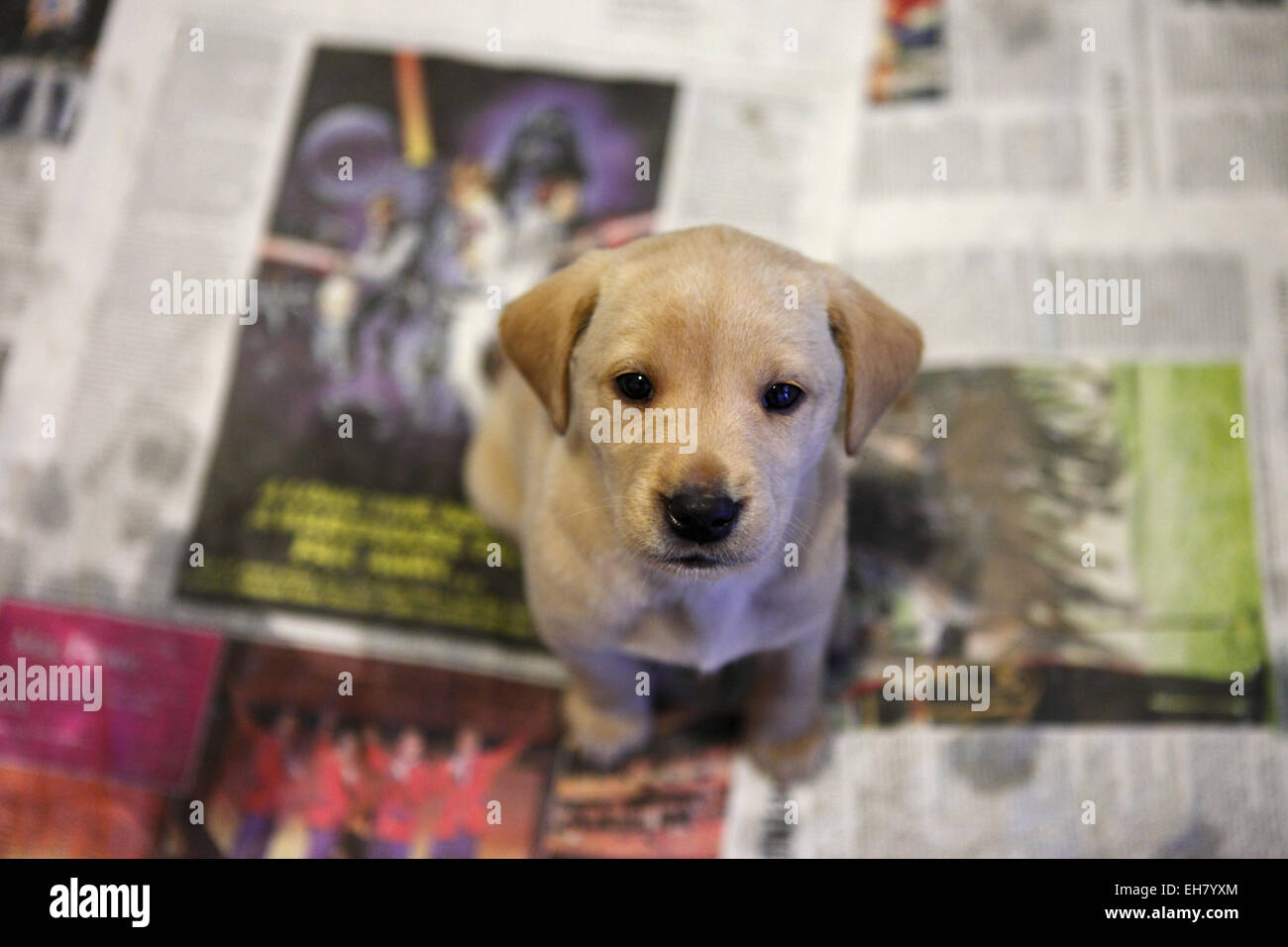 Gelber Labrador Retriever Welpen im Alter von 5 Wochen alt Toilettentraining Stockfoto