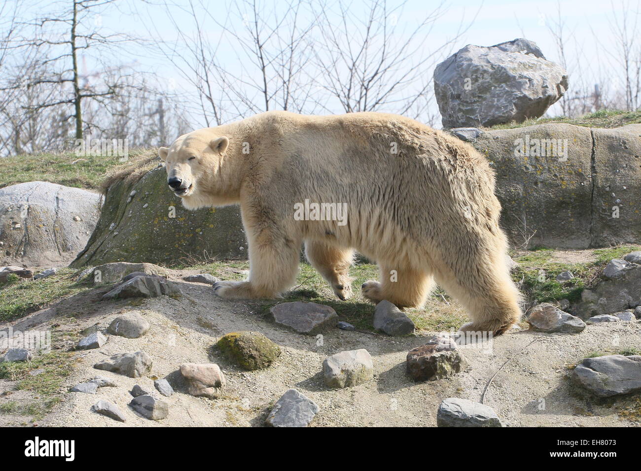 Weiblicher Eisbär (Ursus Maritimus) namens Olinka in Rotterdam Blijdorp Zoo Stockfoto