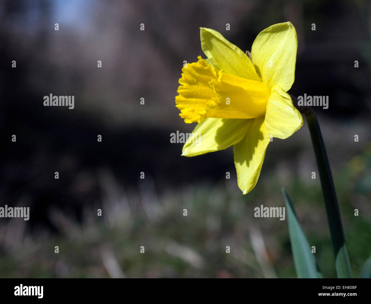 Einzelne Narzisse Verkleidung links Stockfoto