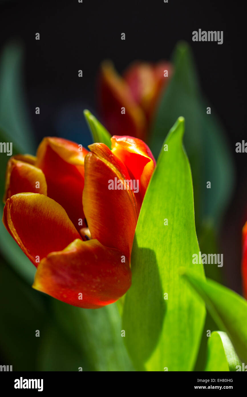 Schöner Blumenstrauß rote Tulpe auf dunklem Hintergrund Stockfoto