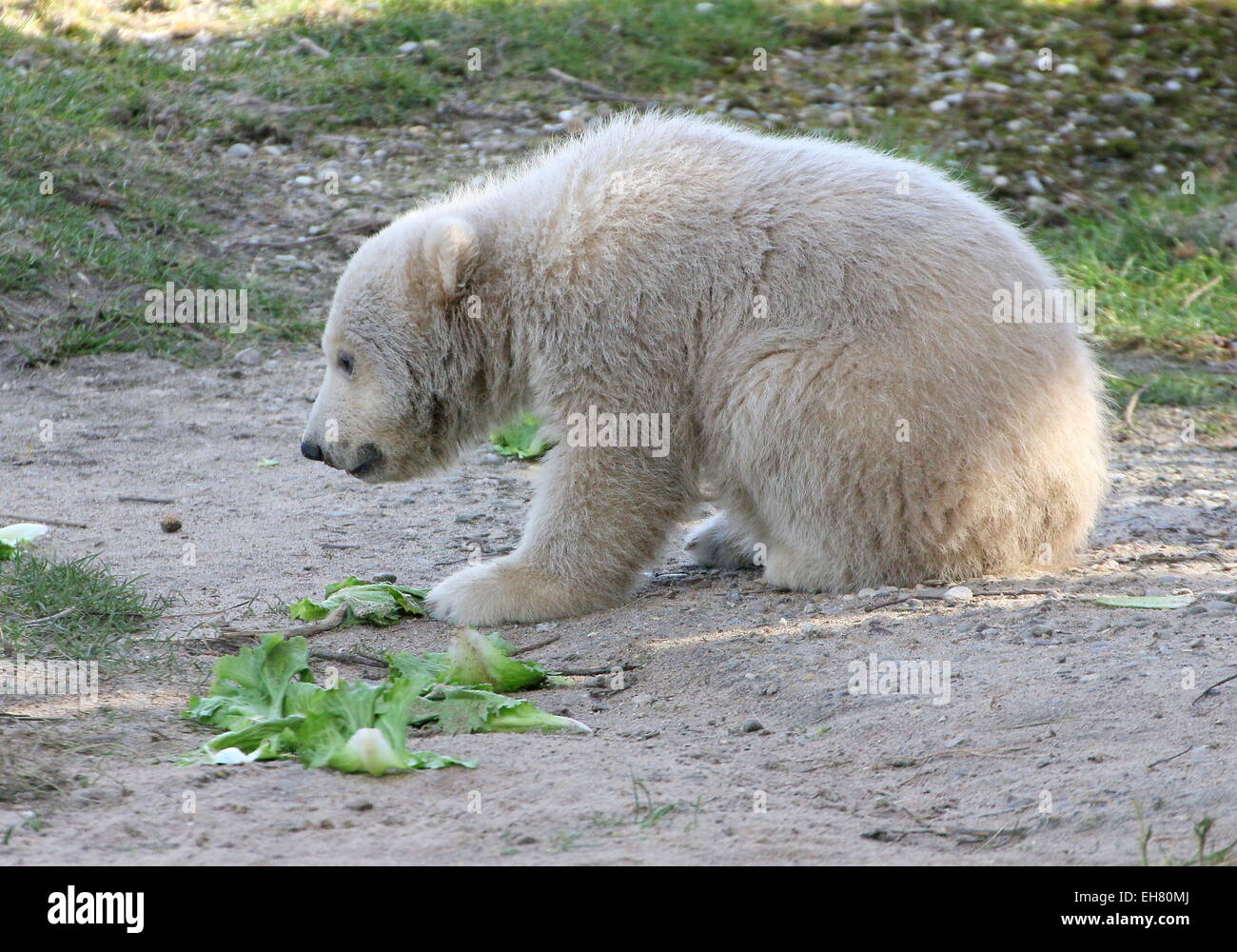 Polar Bear Cub (Ursus Maritimus), drei Monate alt Stockfoto