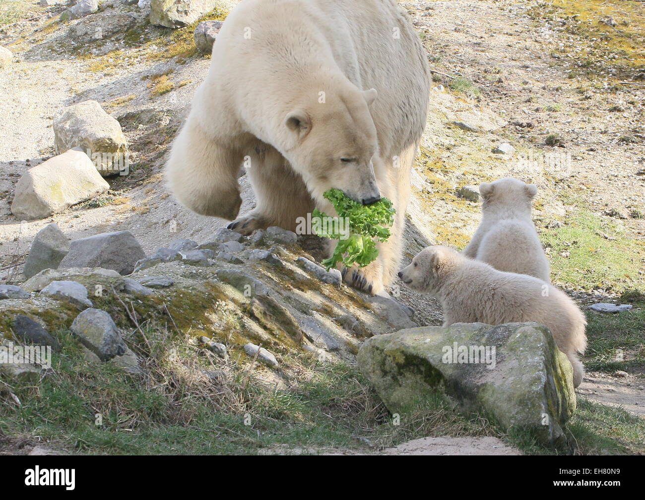 Zwei 3 Monate alten Eisbären twin Cubs (Ursus Maritimus) mit ihrer Mutter, Fütterung auf Gemüse Stockfoto