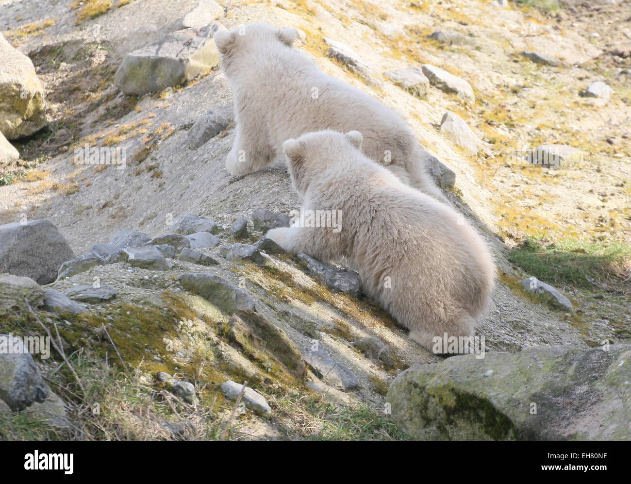 Zwei kleine Polar Bear Cub (Ursus Maritimus) tun ein wenig erkunden Stockfoto