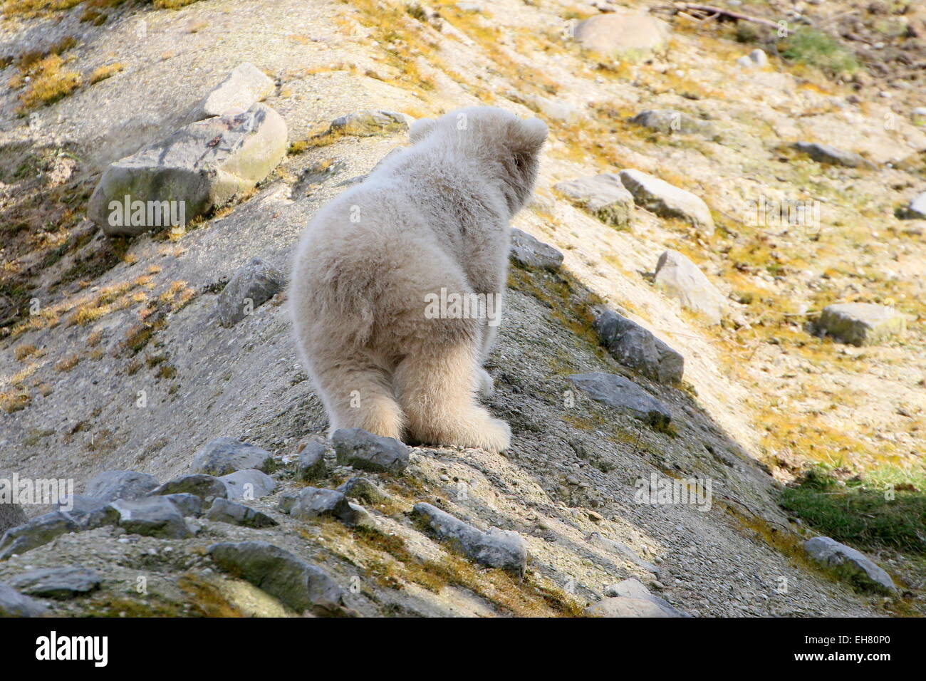 Polar bear Cub (Ursus Maritimus), drei Monate alt, ein wenig erkunden auf eigene Faust zu tun Stockfoto