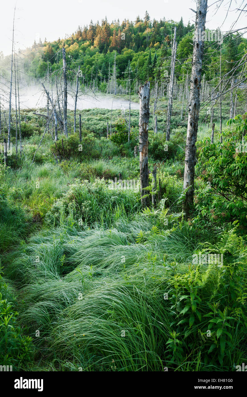 La Mauricie National Park - Québec, Kanada. Stockfoto