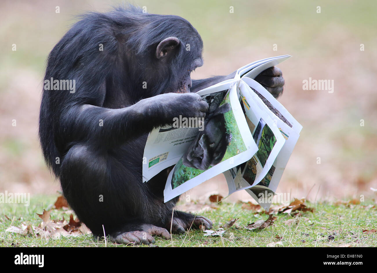 Mit ihrer Nase in die Bücher begann die Schimpansen von Burgers' Zoo in Arnheim, Niederlande Mittwoch, 3. Juni 2015 eigene Buch fest. Die Lektüre mit vielen Bildern wurden buchstäblich verschlungen. Der Hauptgrund war, dass die Tierpfleger im Zoo Arnheim Honig mit Samen unter den Seiten gesetzt. Mit sichtbaren Freude übernahm die Affen ihre Zunge die Bilder von sich selbst und ihre Artgenossen in das große Bestiarium Buch der Burgers' Zoo. Der Zoo präsentiert die Bücher Affen wegen der niederländischen Book Week, die Samstag offiziell beginnt. Darüber hinaus ist die Versorgung mit Lebensmitteln auf eine vielfältige Art o Stockfoto